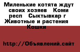 Миленькие котята ждут своих хозяев - Коми респ., Сыктывкар г. Животные и растения » Кошки   